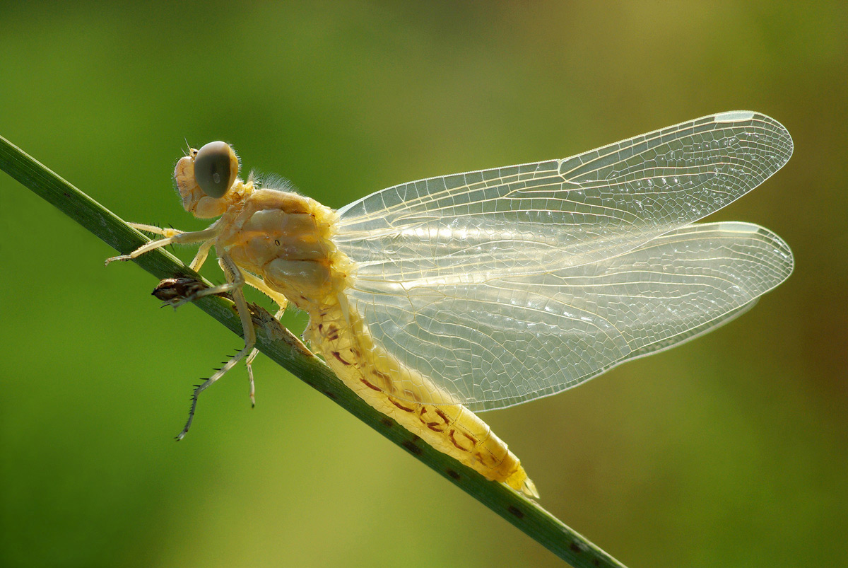 Da determinare - Orthetrum brunneum (neo-sfarfallato)